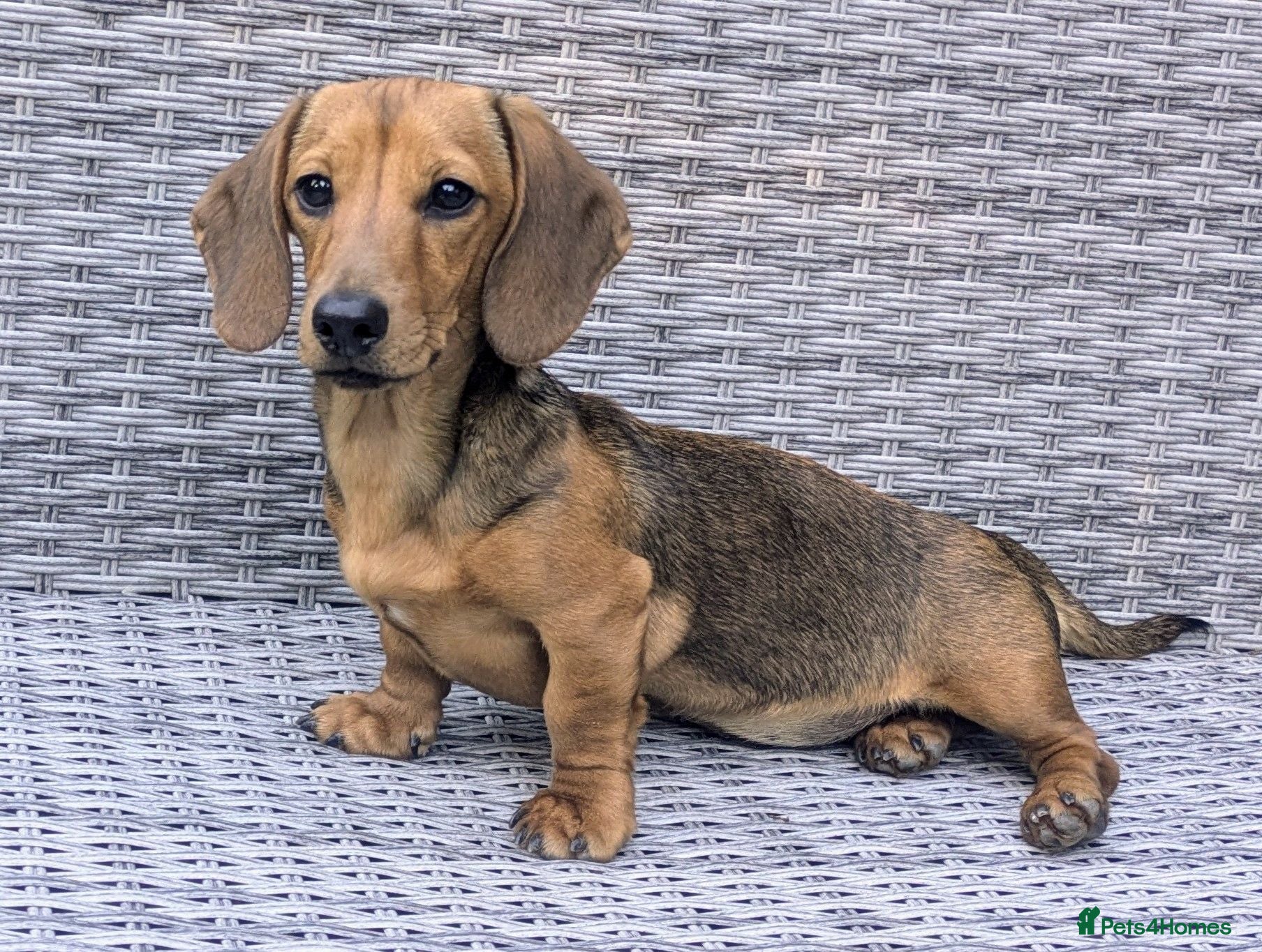 Miniature Dachshund dogs 6 month old female miniature dachshund  - Advert 13