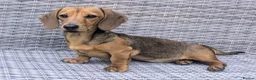 Miniature Dachshund dogs for sale: 6 month old female miniature dachshund  - Advert 1