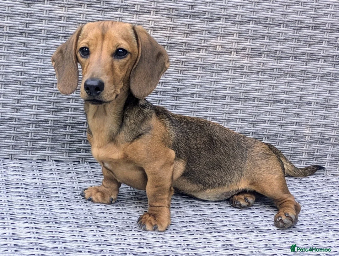 Miniature Dachshund dogs for sale: 6 month old female miniature dachshund  - Advert 1