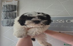 Zuchon dogs for sale: Shichon/zuchon puppies for sale  - Image 1
