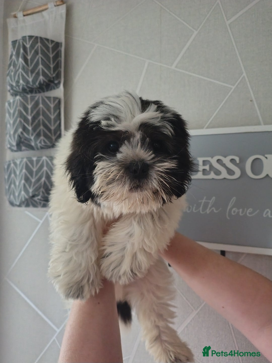Zuchon dogs for sale: Shichon/zuchon puppies for sale  - Image 1
