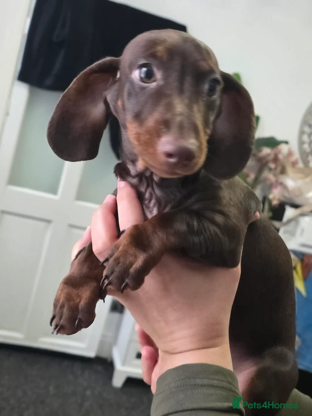 Miniature Dachshund dogs for sale: Miniature dachshund  in Preston - Advert 2