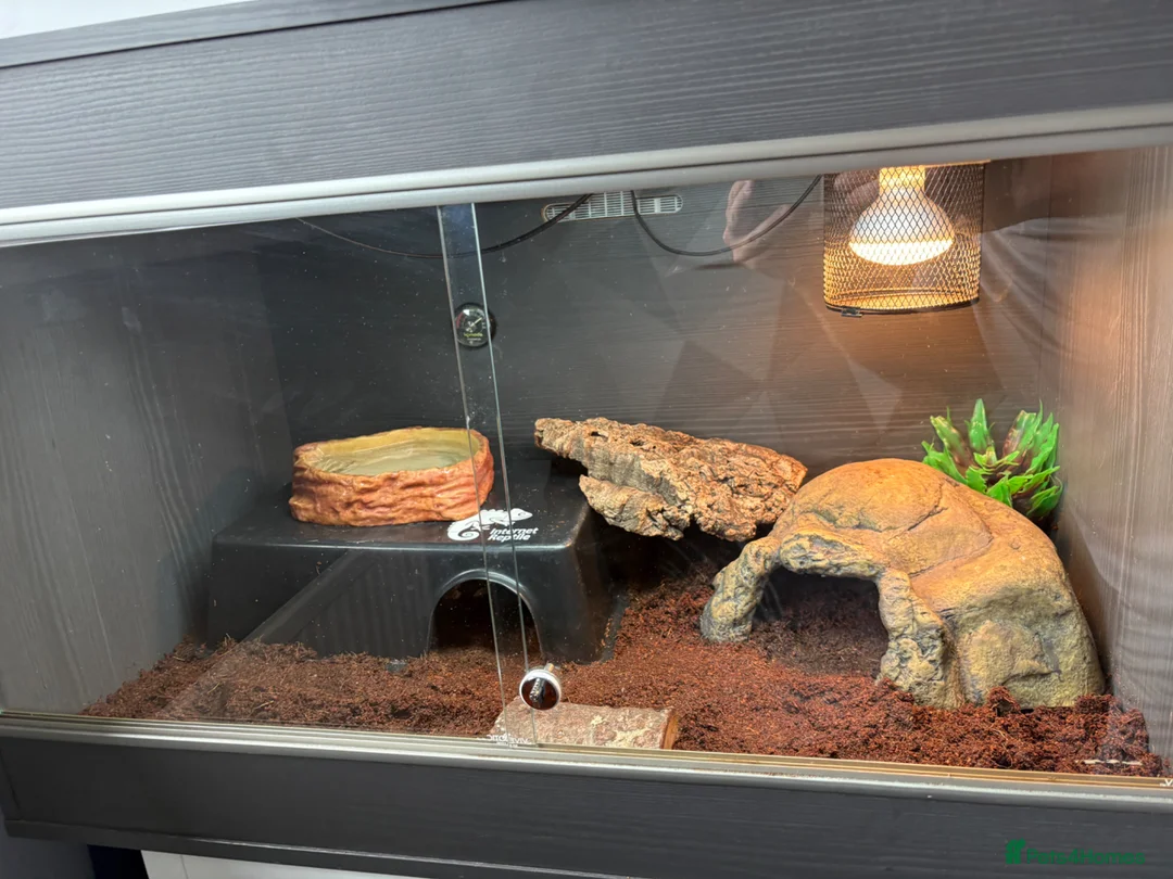 Python Snake reptiles for sale: Royal python and full setup  - Advert 2