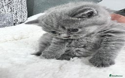 British Shorthair cats for sale: British short hair kittens - Image 7