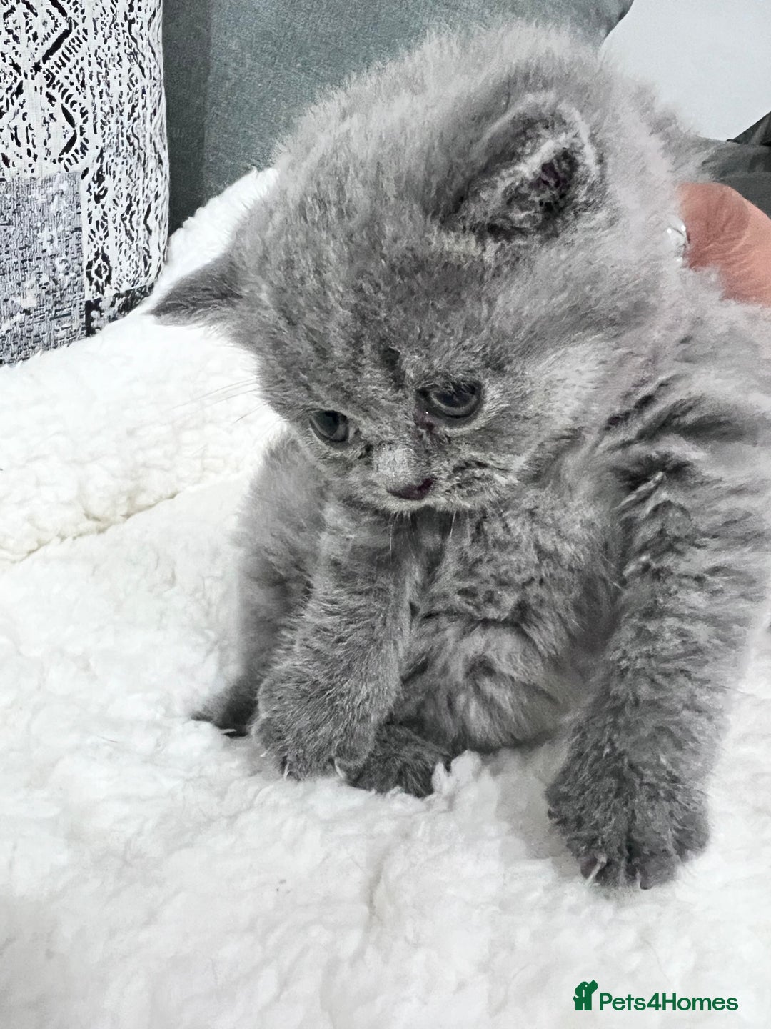 British Shorthair cats for sale: British short hair kittens - Image 7
