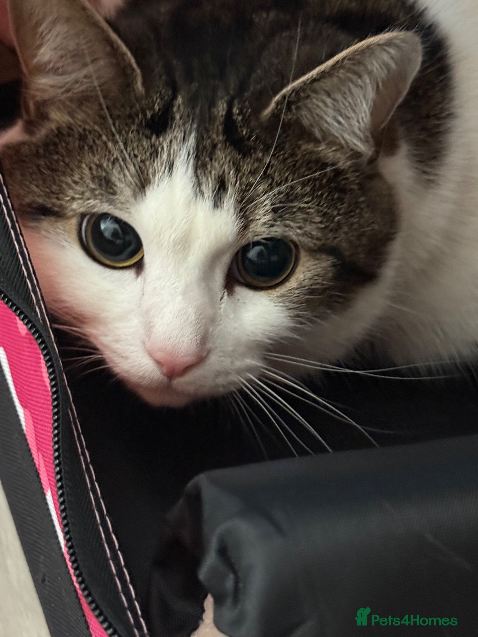 British Shorthair cats 3 Year Old Male Cat Looking for His Forever Home - Advert 1