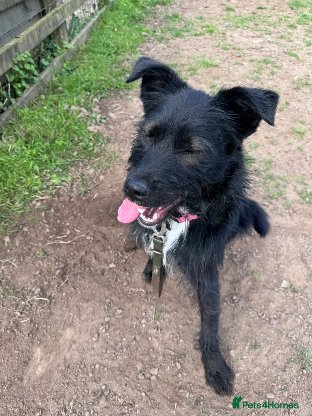 Mixed Breed dogs for adoption: WILF - CEO OF HAPPINESS 😄 - Advert 2