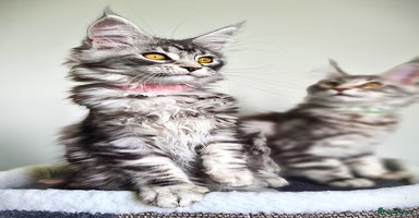 Maine Coon cats - Advert 4