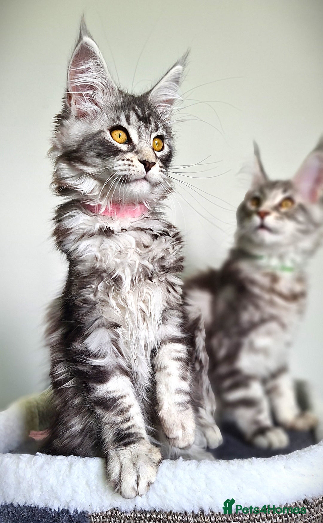 Maine Coon cats for sale: STUNNING XL PEDIGREE MAINE COON KITTENS  - Image 3