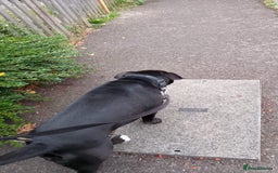 Mixed Breed dogs for sale: Cane Corso cross - Image 6