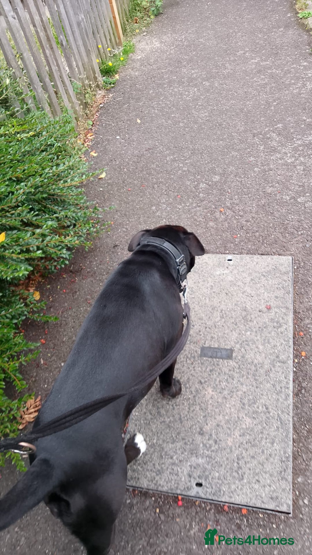 Mixed Breed dogs for sale: Cane Corso cross - Image 6