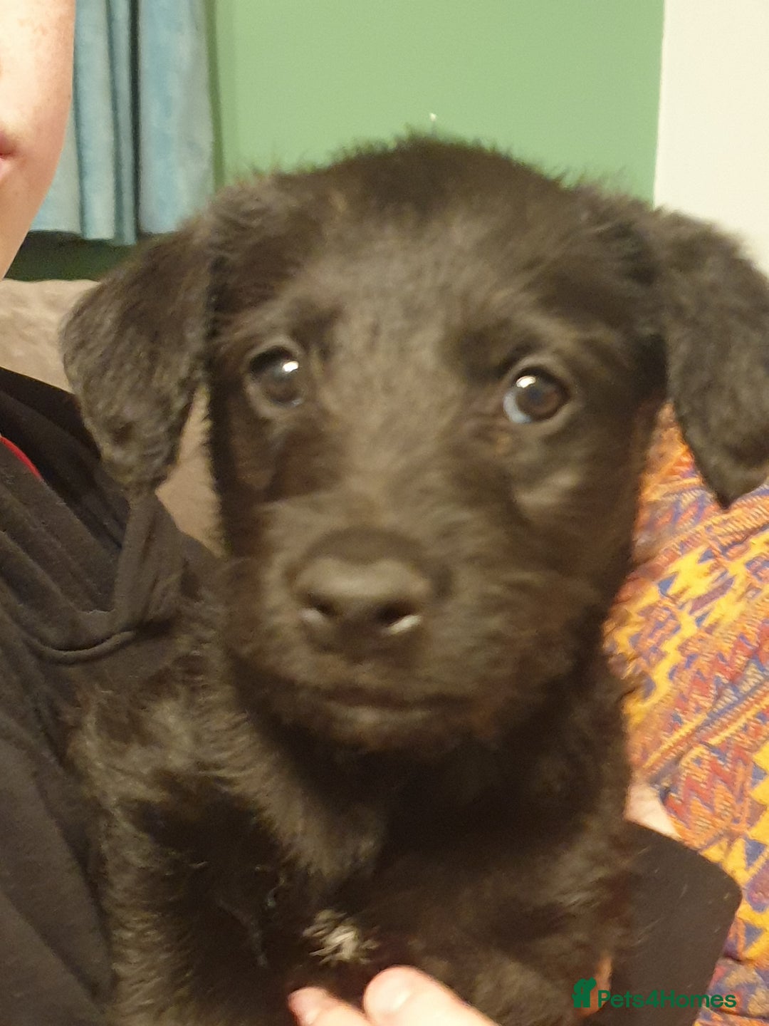 Lurcher dogs for sale: Lurcher - Advert 3