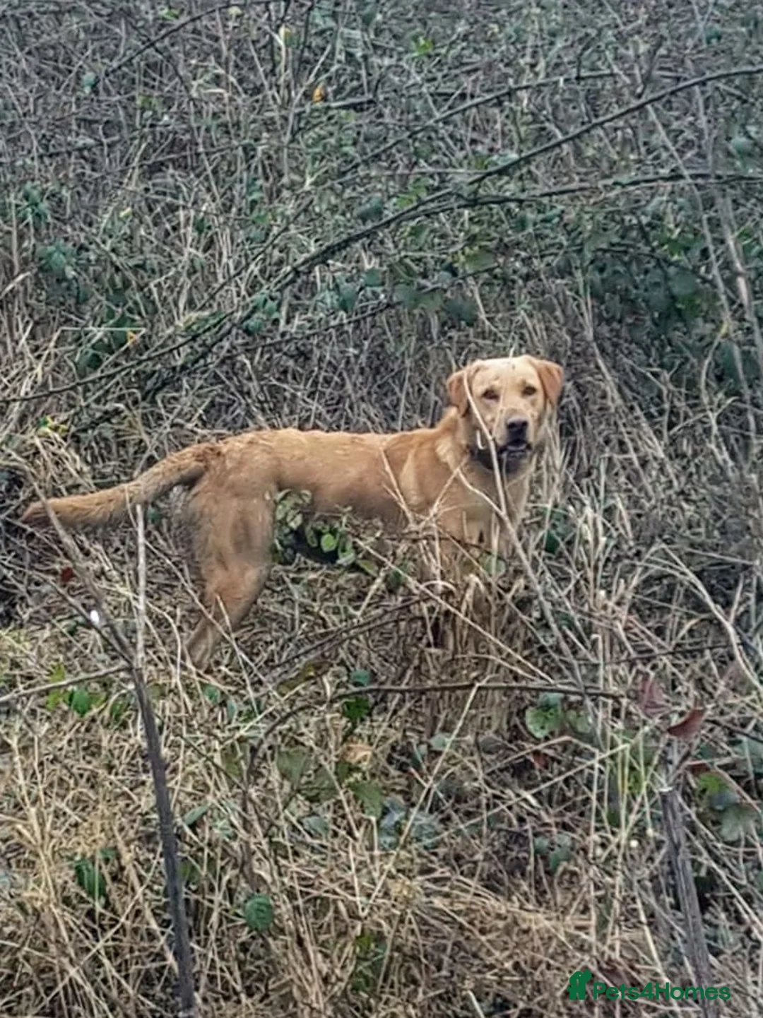 Labrador Retriever dogs for stud: FTCH/working lines 0 Hips 0 Elbows Clear 272 DNA in Doncaster - Advert 3