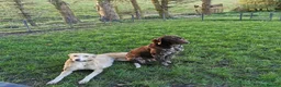 German Shorthaired Pointer dogs for sale: GSP Puppies in Aberdare - Advert 19