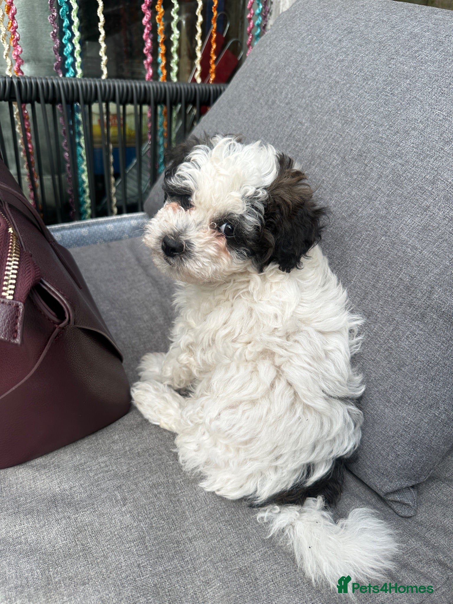 Bichon Frise dogs Bichon Puppies  - Advert 6