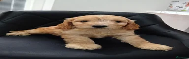 Cockapoo Puppy 5