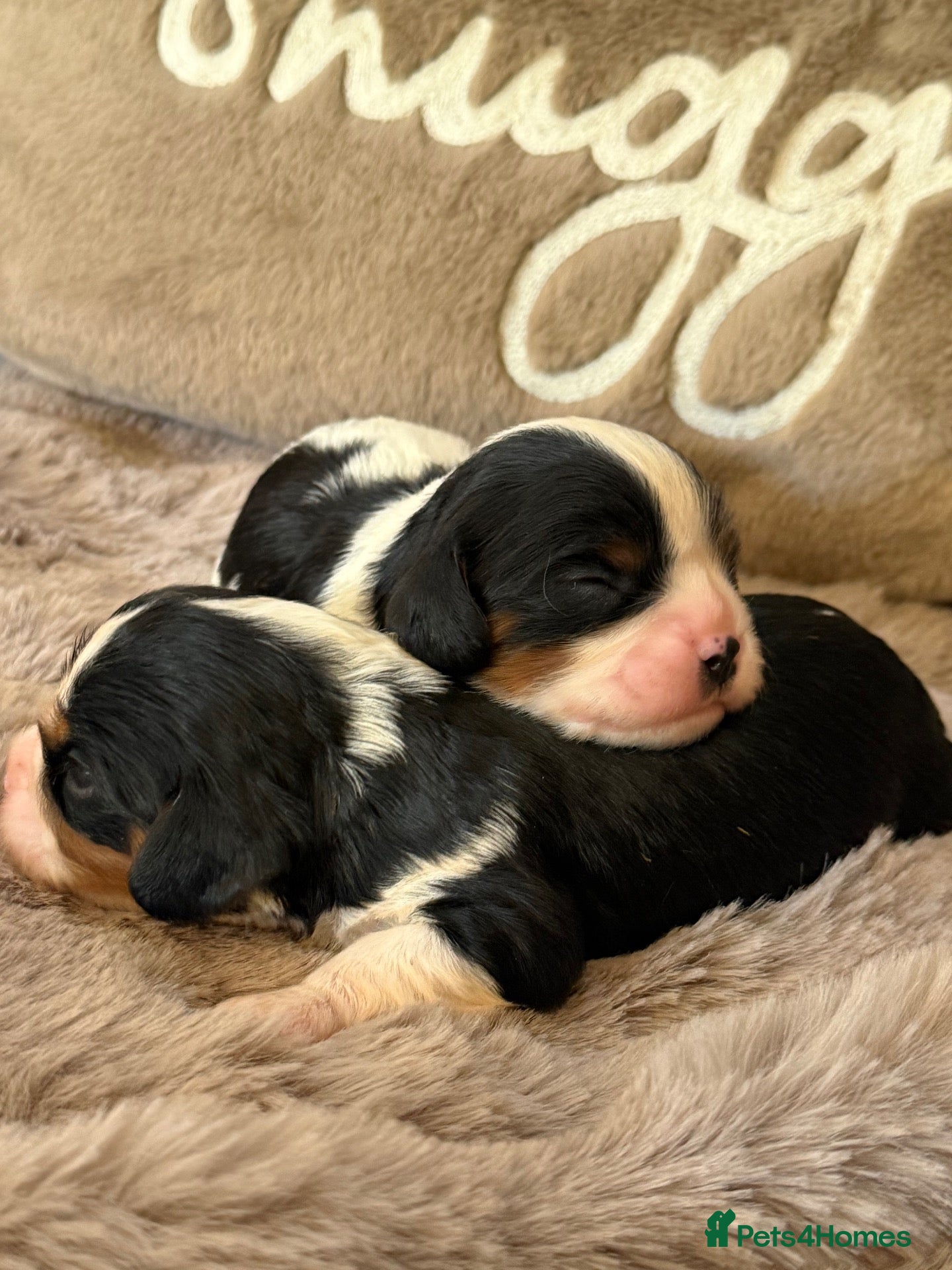 Cavalier King Charles Spaniel dogs Stunning KC Cavalier King Charles  - Advert 1