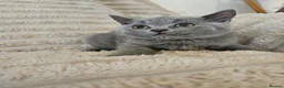British Shorthair cats for sale: Pure breed British shorthair kittens  - Advert 3