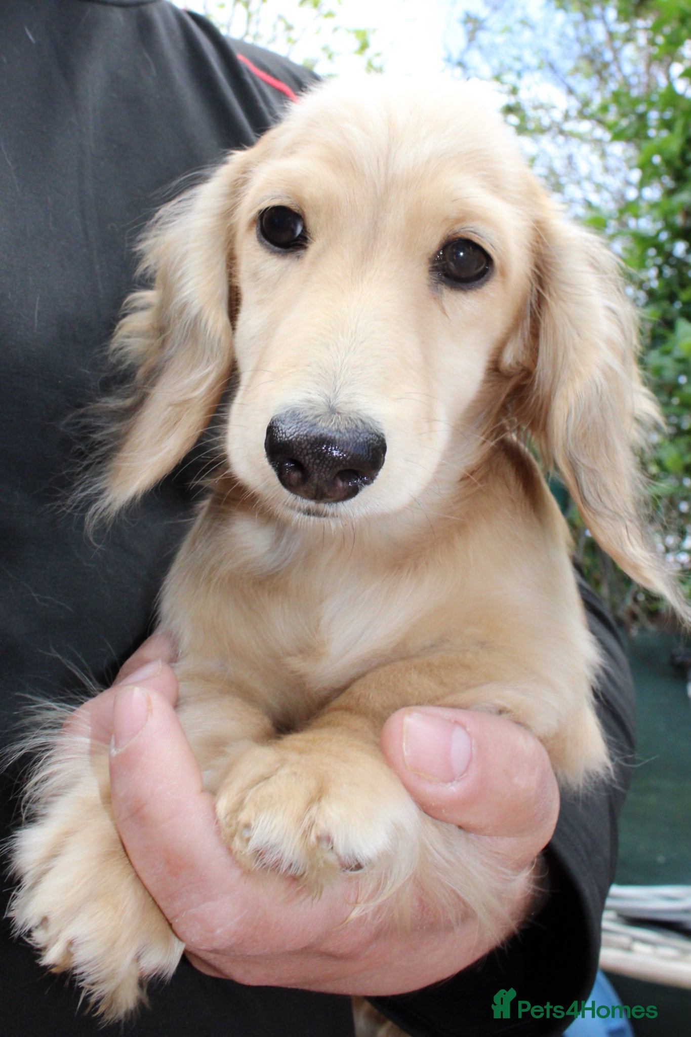 Miniature Dachshund dogs for sale: Cream girl  - Advert 11