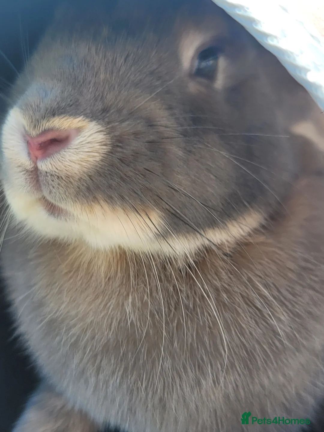 Mixed Breed rabbits for sale: Big female bunny, floppy ear - Advert 2