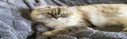 RagaMuffin cats for sale: Rare GCCF RagaMuffin kitten in Exeter - Advert 4