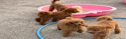 Poochon dogs for sale: 🌸 Beautiful Poochon Girls Available 🌸 - Advert 3