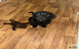 Mixed Breed dogs for sale: Rotator puppy male  - Image 3