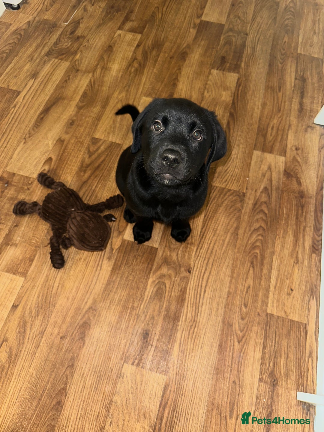 Mixed Breed dogs for sale: Rotator puppy male  - Image 3