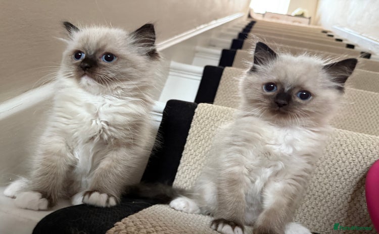 Ragdoll cats - Advert 4
