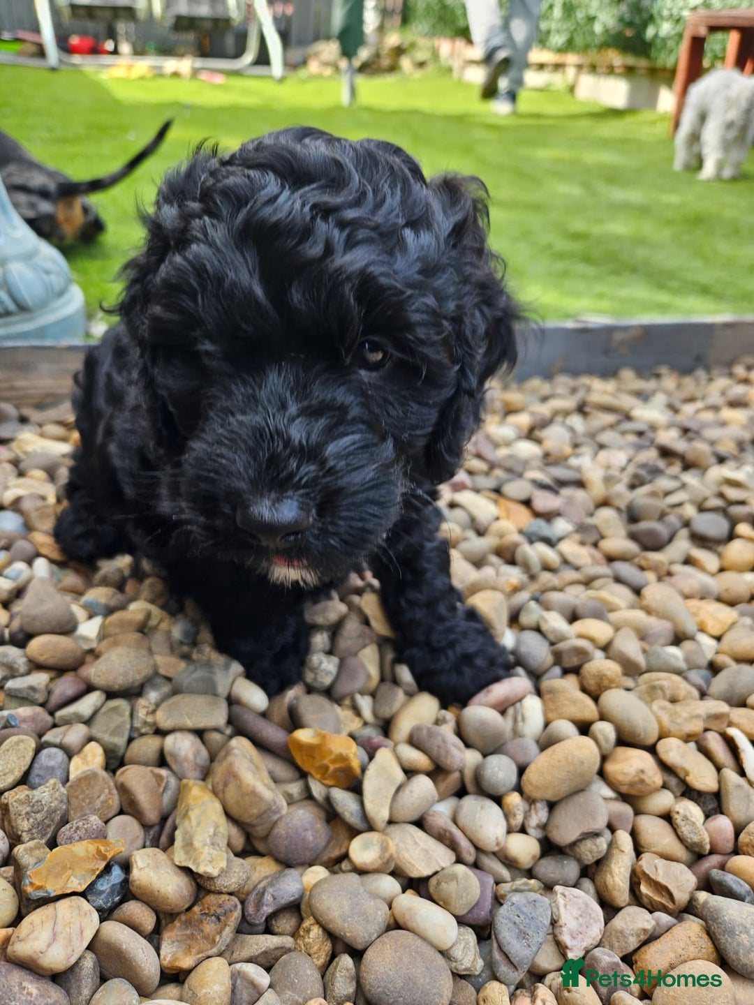 Cockapoo dogs for sale: Cockapoo boys  - Image 15