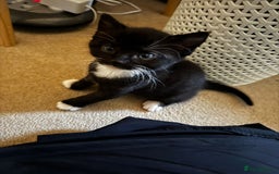 Domestic Shorthair cats for sale: 2 beautiful boy kittens  - Image 24