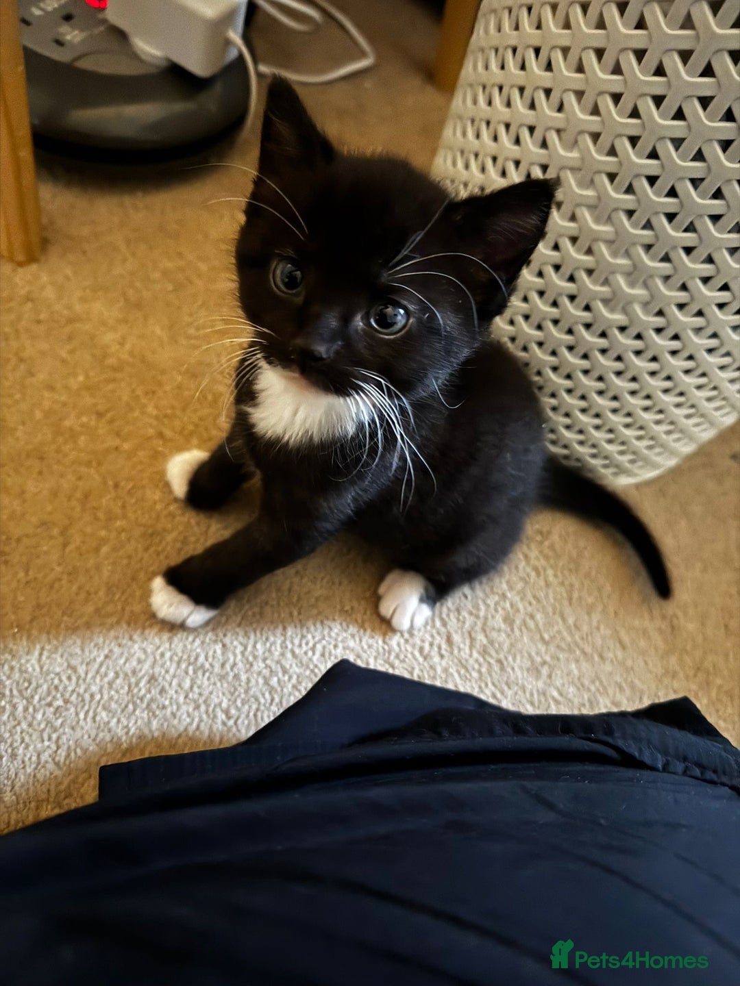 Domestic Shorthair cats for sale: 2 beautiful boy kittens  - Image 24
