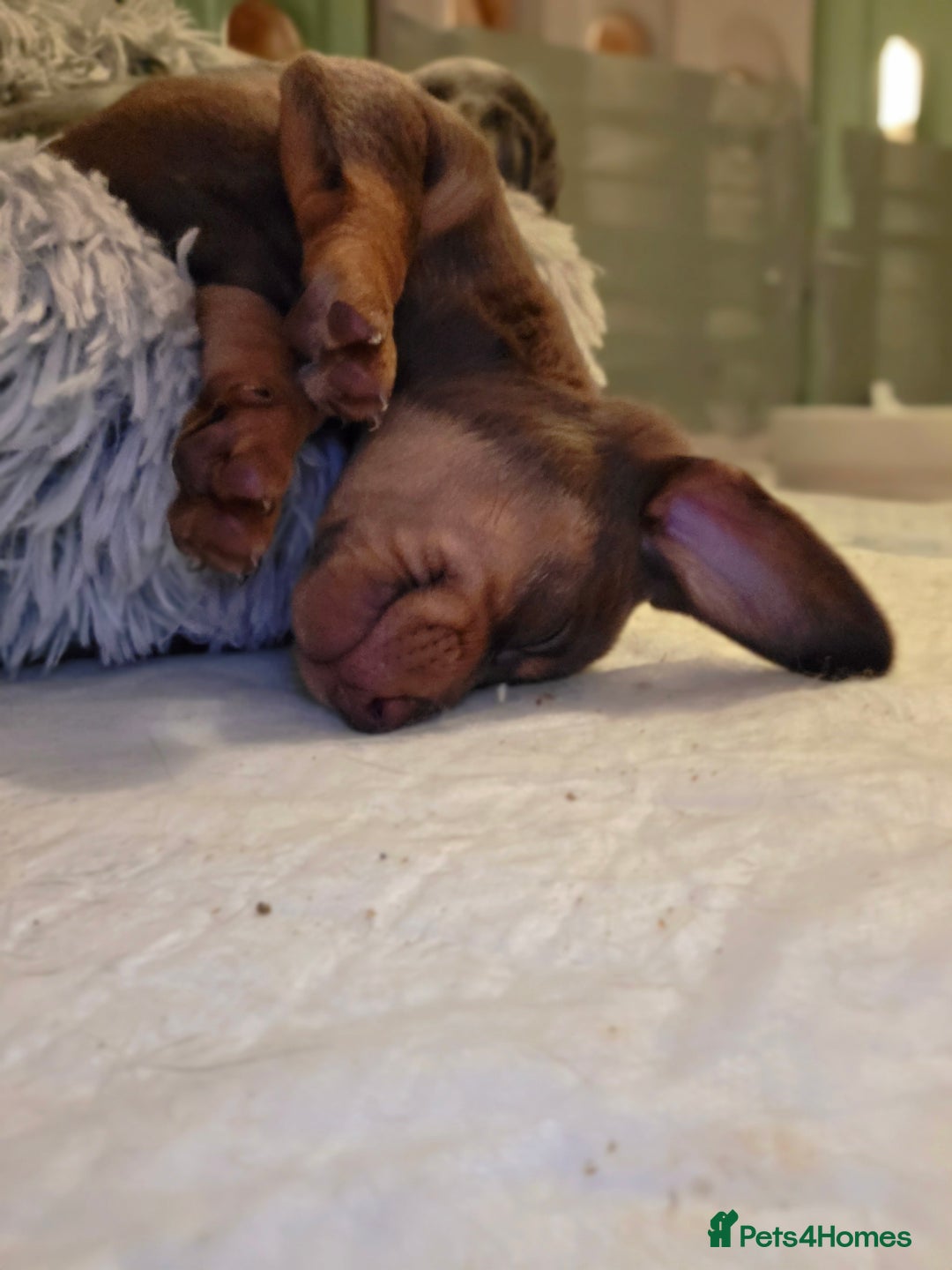 Miniature Dachshund dogs for sale: Amazing miniture dachshund puppies  - Image 10