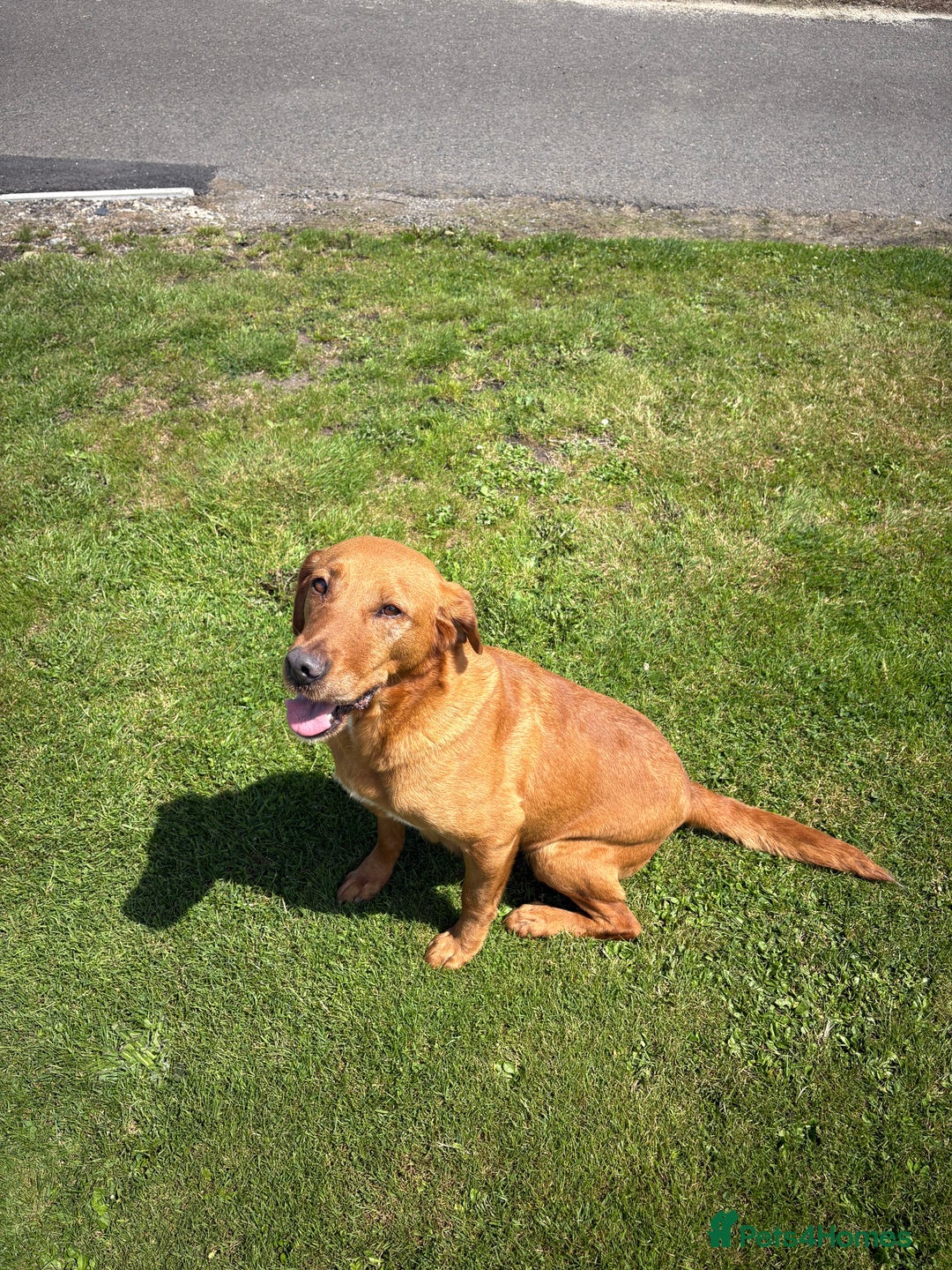 Labrador Retriever dogs for sale: Labrador pup’s for sale  - Image 2