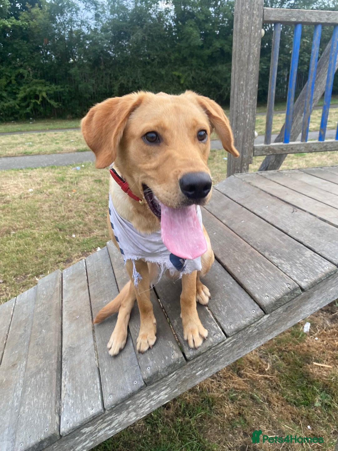 Labrador Retriever dogs for sale: Ace 1 year old male - Advert 1