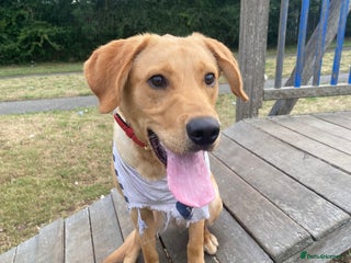 Labrador Retriever dogs Ace 1 year old male - Advert 2