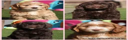Cockapoo dogs for sale: Beautiful girls - Happy, Healthy & Gentle - Advert 1