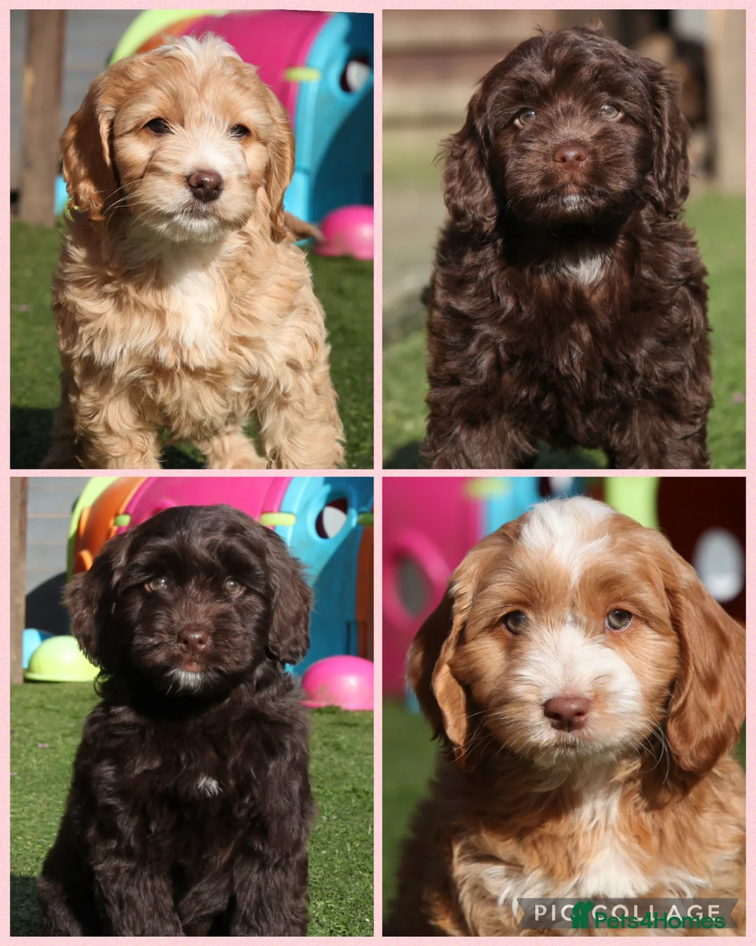 Cockapoo dogs for sale: Beautiful girls - Happy, Healthy & Gentle - Advert 1