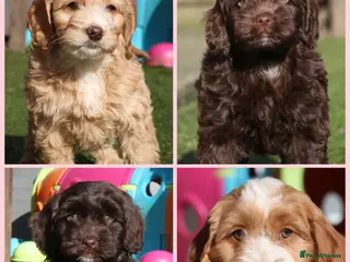 Cockapoo dogs Beautiful girls - Happy, Healthy & Gentle - Advert 1