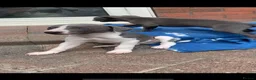 Whippet dogs for sale: Blue Kennel Club Registered Whippet pups - Advert 12