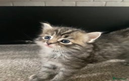 Mixed Breed cats for sale: Ragdoll x Tabbie - Image 7