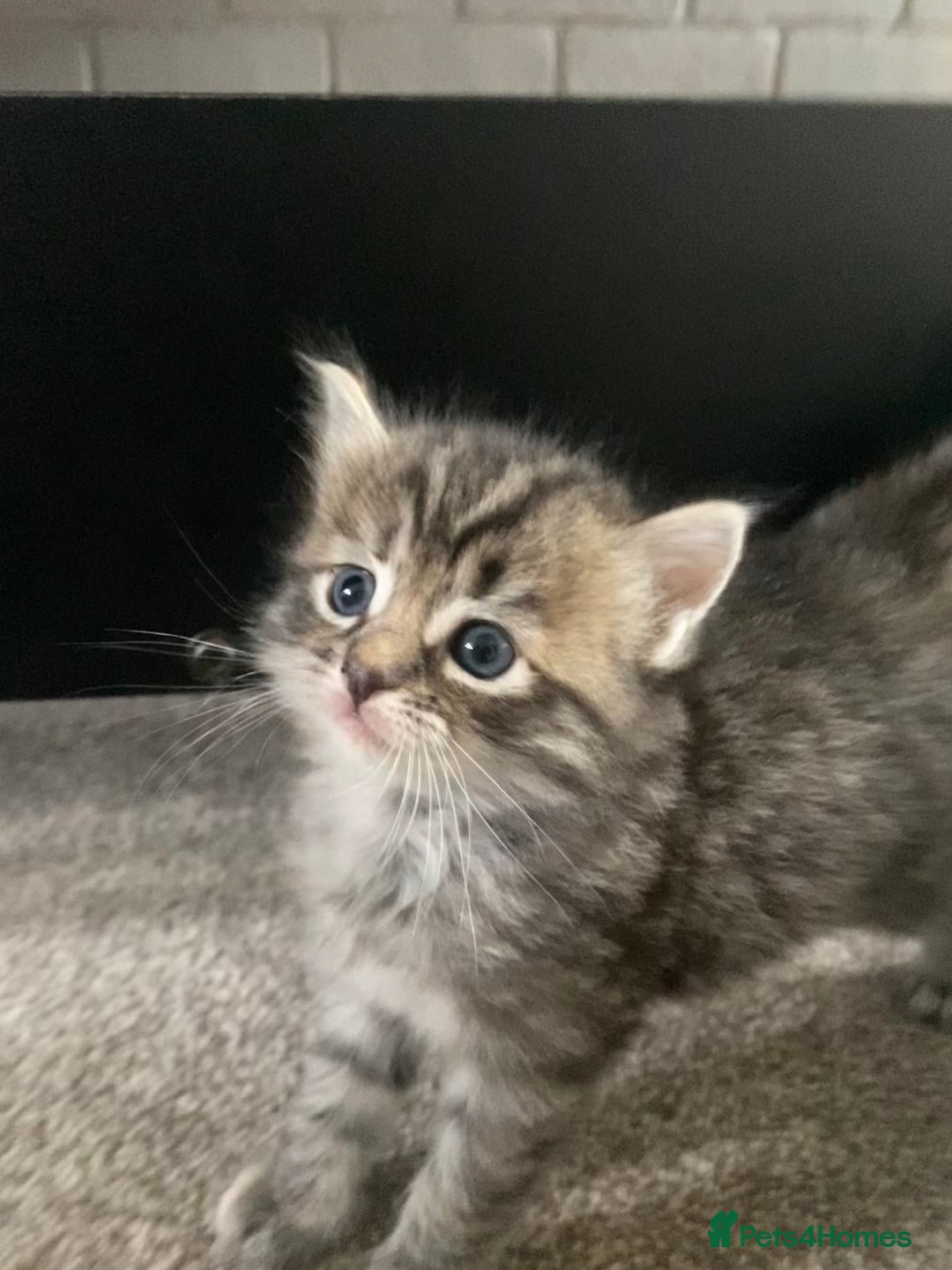 Mixed Breed cats for sale: Ragdoll x Tabbie - Image 7