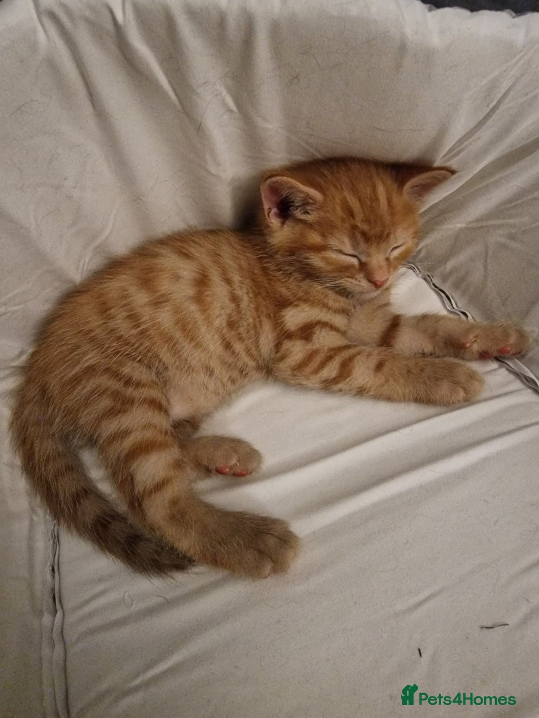 Mixed Breed cats for sale: Ginger kittens - Advert 4