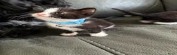 Mixed Breed cats for sale: 2 female kittens  in Birmingham - Advert 2