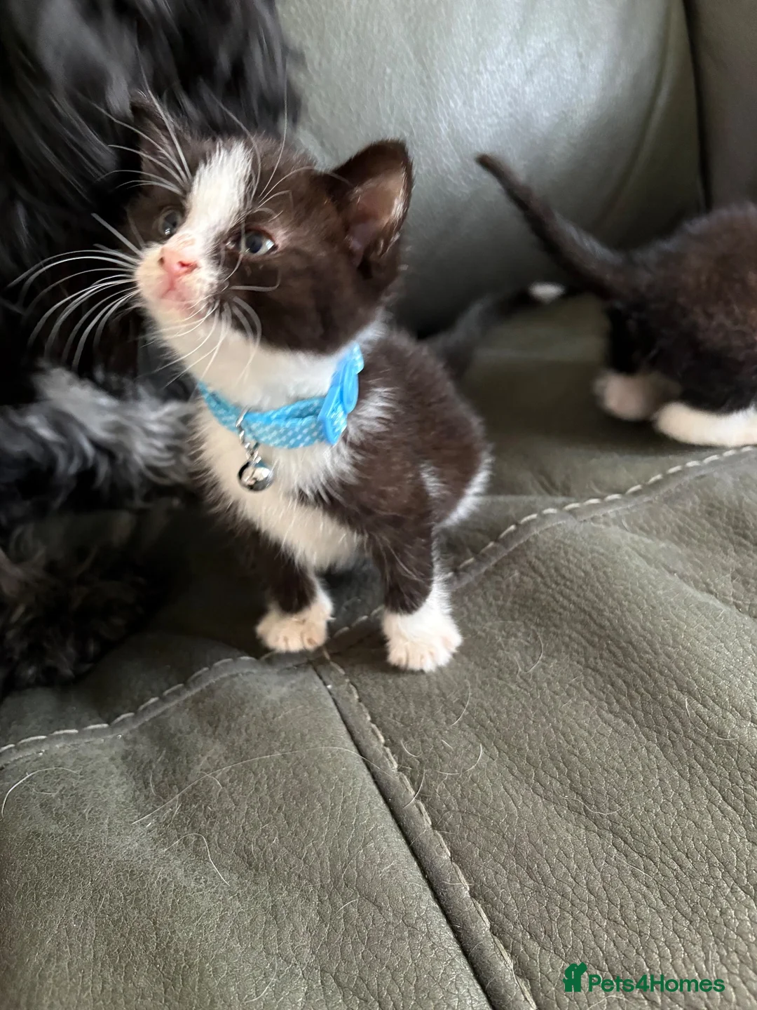 Mixed Breed cats for sale: 2 female kittens  in Birmingham - Advert 2