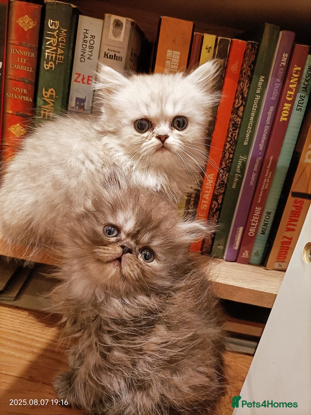 Persian cats for sale: Amazing Persian kittens  - Image 28