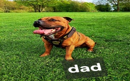 Staffordshire Bull Terrier dogs for sale: Red little one ❤️ - Image 30