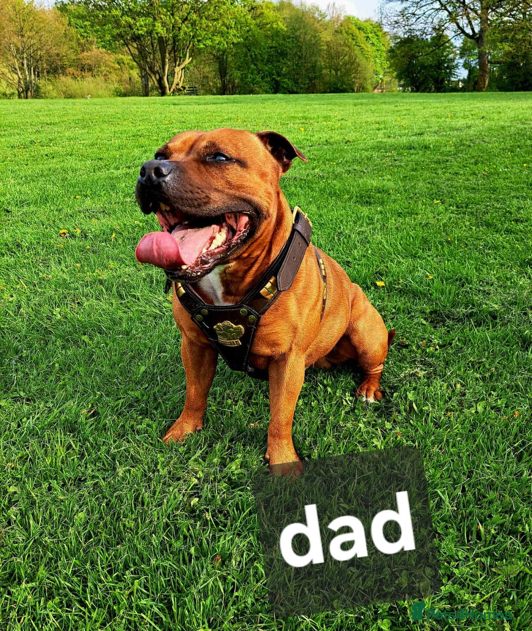 Staffordshire Bull Terrier dogs for sale: Red little one ❤️ - Image 30