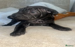 Mixed Breed dogs for sale: Shar pei cross girls  - Image 4