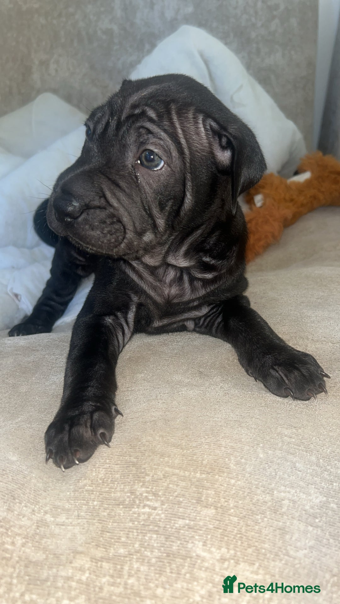 Mixed Breed dogs for sale: Shar pei cross girls  - Image 4